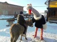 Новогодние приключения со страусами