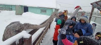 Новогодние приключения со страусами