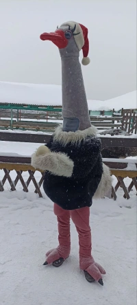 Новогодние приключения со страусами