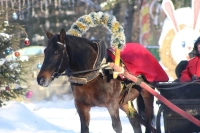 Новогодняя кругосветка  в конном клубе Сивка-Бурка
